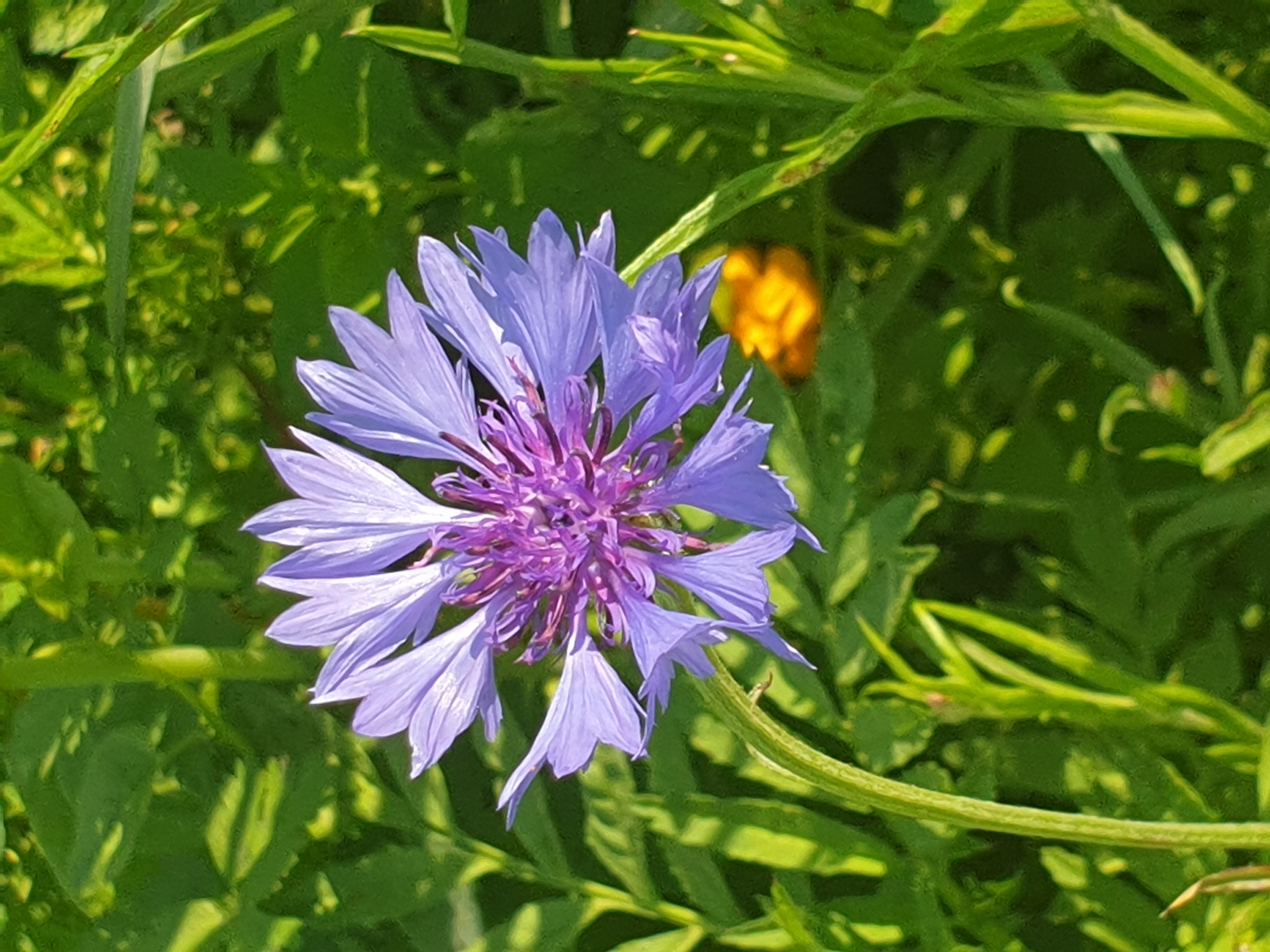 jolie petite fleur violette, assez ronde avec des pétales séparés, Suisse